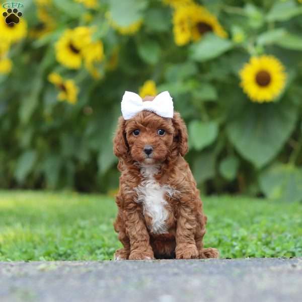 Dolly, Miniature Poodle Puppy